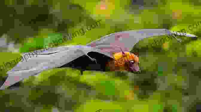 A Bat Flying In The Air With Its Mouth Open, Eating An Insect Bats At The Beach (A Bat Book 4)
