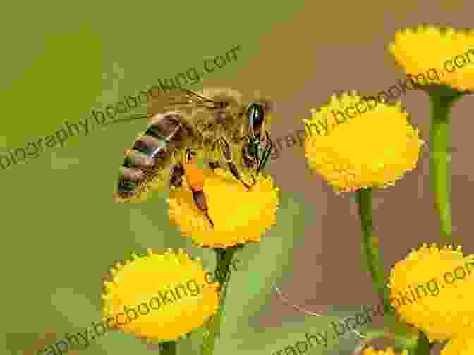 A Bee Collecting Pollen From A Flower, Symbolizing The Interconnectedness Of Life Dancing With Bees: A Journey Back To Nature