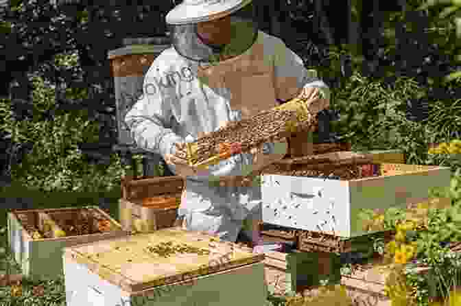 A Beekeeper Working With A Hive, Surrounded By Bees Dancing With Bees: A Journey Back To Nature