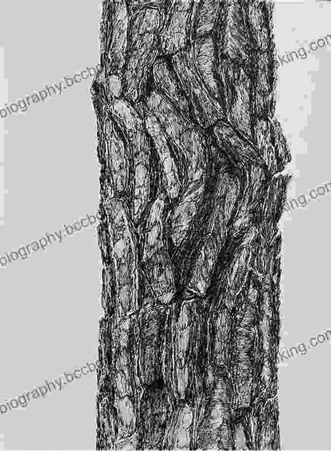 A Charcoal Drawing Of A Tree With Detailed Bark And Leaves Drawing: Faces Features: Learn To Draw Step By Step (How To Draw Paint)