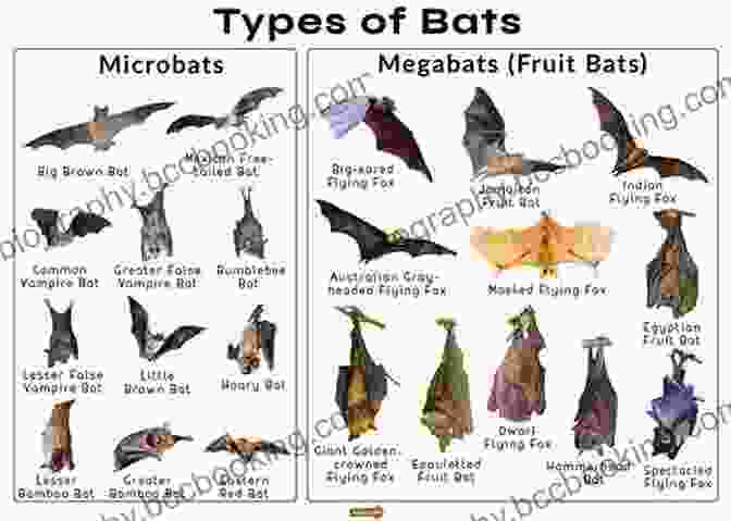 A Collage Of Different Bat Species, Including The Pipistrelle, Flying Fox, And Others, Flying Over A Beach Bats At The Beach (A Bat Book 4)
