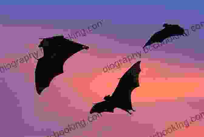 A Colony Of Bats Flying Over A Beach At Sunset, With The Sun Setting In The Background Bats At The Beach (A Bat Book 4)