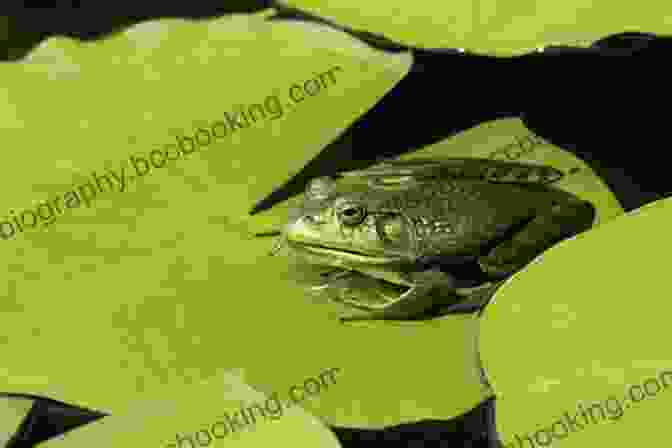 A Colorful Frog Sitting On A Lily Pad Little Kids First Big Of Reptiles And Amphibians (Little Kids First Big Books)
