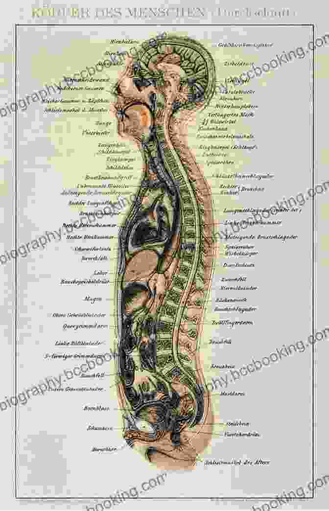 A Detailed Anatomical Illustration From The 19th Century, Showcasing The Intricate Workings Of The Human Body. Victorian Fashions: A Pictorial Archive 965 Illustrations (Dover Pictorial Archive)