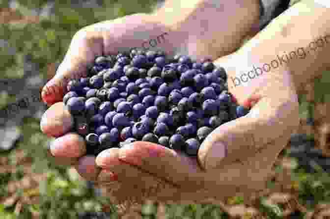 A Handful Of Berries Juicing For Table Tennis Performance: Learn To Created Healthy Organic Juice Recipes To Improve Table Tennis Speed And Power For Improved Performance (The Table Tennis Kitchen 1)