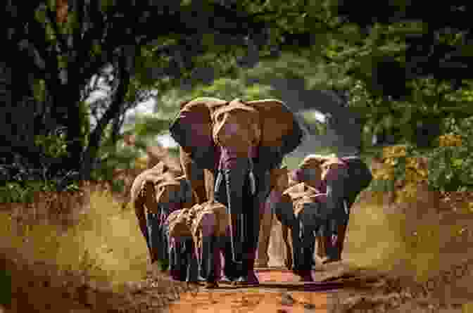 A Herd Of Elephants Gracefully Crossing The African Savanna Elephants Are People Too: More Tales From The African Bush