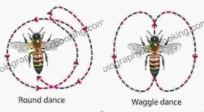 A Honeybee Performing Its Dance To Communicate The Location Of A Nectar Source Dancing With Bees: A Journey Back To Nature