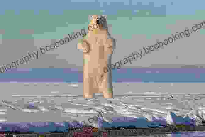 A Large Polar Bear Standing On A Glacier The Great White Bear (The World S Deadliest School Trips)