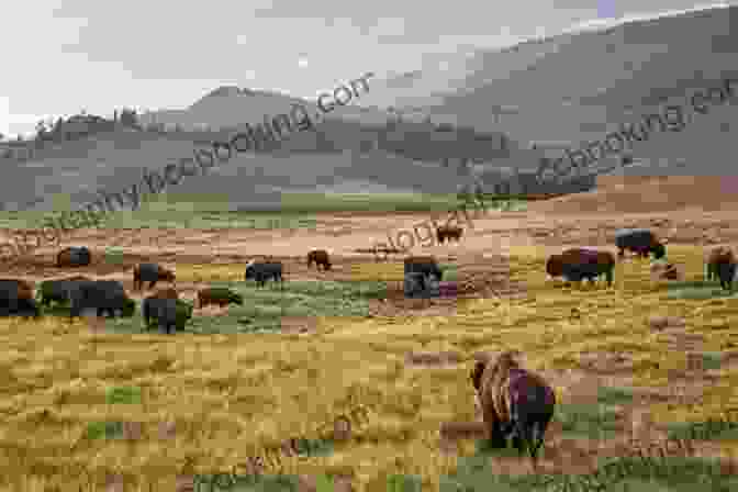 A Majestic Bison Herd Grazes Peacefully In The Lamar Valley Of Yellowstone National Park Dangerous Beauty: Encounters With Grizzlies And Bison In Yellowstone