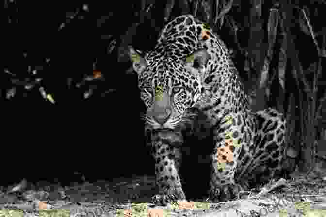 A Majestic Jaguar Stalks Its Prey In The Lush Rainforest Of Central America. A Guide To The Carnivores Of Central America: Natural History Ecology And Conservation