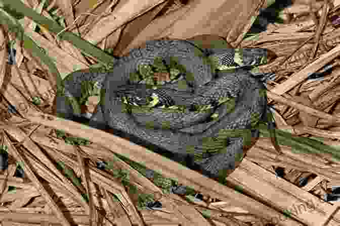 A Majestic Snake Coiled In The Grass Little Kids First Big Of Reptiles And Amphibians (Little Kids First Big Books)