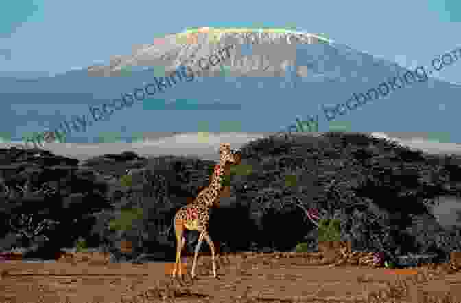 A Photo Of Mount Kilimanjaro, The Highest Mountain In Africa. From The Roof Of Africa