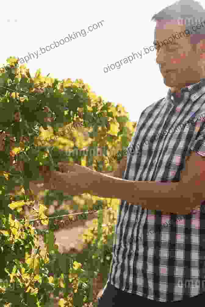 A Picture Of A Winemaker Tending To Grapevines. The Geography Of Wine: How Landscapes Cultures Terroir And The Weather Make A Good Drop