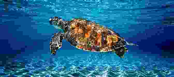 A Sea Turtle Swimming Gracefully In The Ocean Little Kids First Big Of Reptiles And Amphibians (Little Kids First Big Books)
