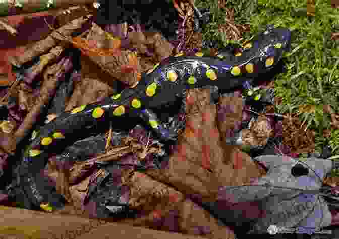 A Spotted Salamander Crawling On A Forest Floor Little Kids First Big Of Reptiles And Amphibians (Little Kids First Big Books)