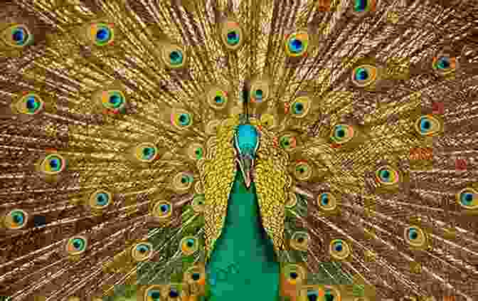 A Stunning Peacock Spreading Its Vibrant Tail Feathers, Showcasing Its Intricate And Colorful Design. Dancing With Cats: From The Creators Of The International Best Seller Why Cats Paint