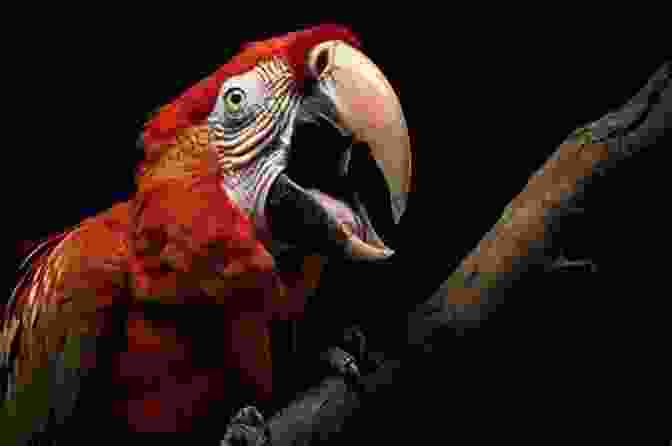 A Vibrant Parrot Perched On A Branch, Cleverly Imitating Human Speech How To Teach My Bird To Speak?: 10 Steps