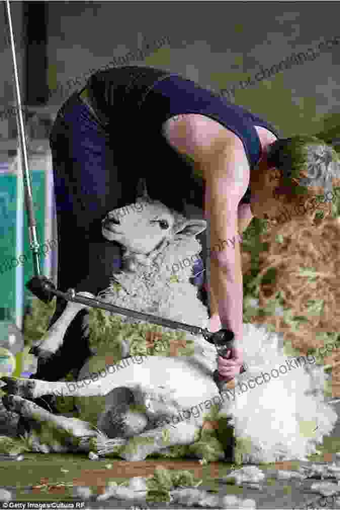 A Woman Shearing A Sheep Sheepish: Two Women Fifty Sheep And Enough Wool To Save The Planet