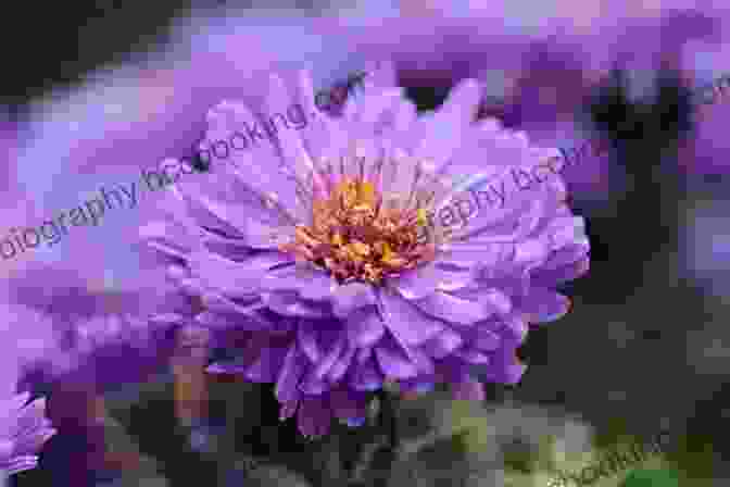 Aster, September Birth Flower A Symbol Of Wisdom, Patience, And Elegance Welcome Flower Child: The Magic Of Your Birth Flower