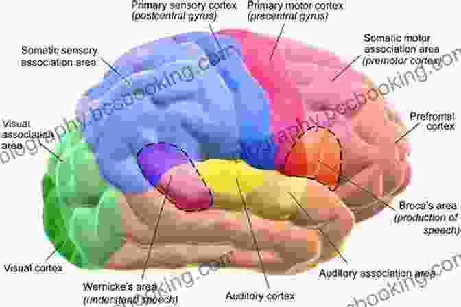 Brain Anatomy And Neuropsychology AP Psychology Flashcards (Barron S Test Prep)