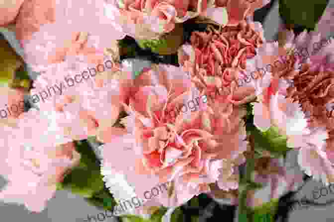 Carnation, January Birth Flower A Symbol Of Love, Admiration, And Undying Affection Welcome Flower Child: The Magic Of Your Birth Flower