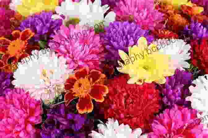 Chrysanthemum, November Birth Flower A Symbol Of Loyalty, Friendship, And Joy Welcome Flower Child: The Magic Of Your Birth Flower
