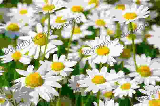 Daisy, April Birth Flower A Symbol Of Innocence, Purity, And New Beginnings Welcome Flower Child: The Magic Of Your Birth Flower