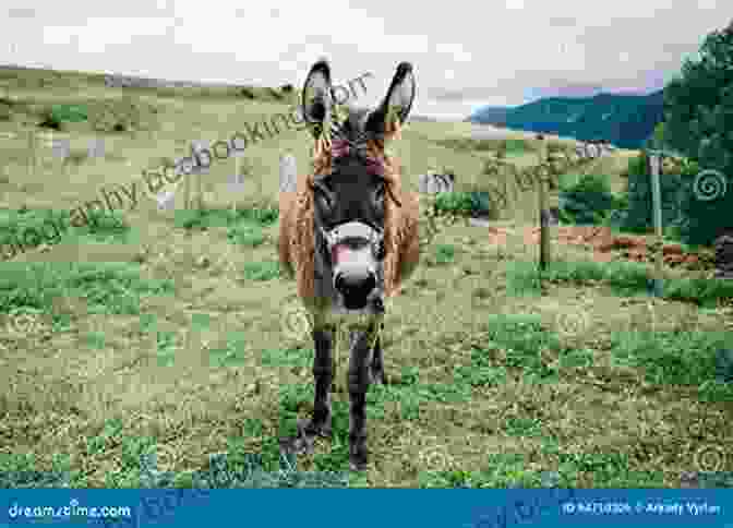 Dan The Donkey, A Small But Determined Donkey, Stands Proudly In A Field Dan The Donkey Candice Ransom