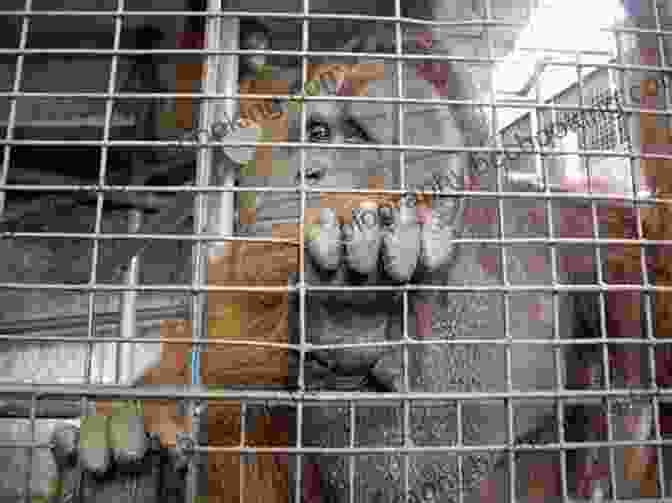 Daring Raid On A Zoo To Rescue Animals From Captivity The Secret Zoo: Raids And Rescues