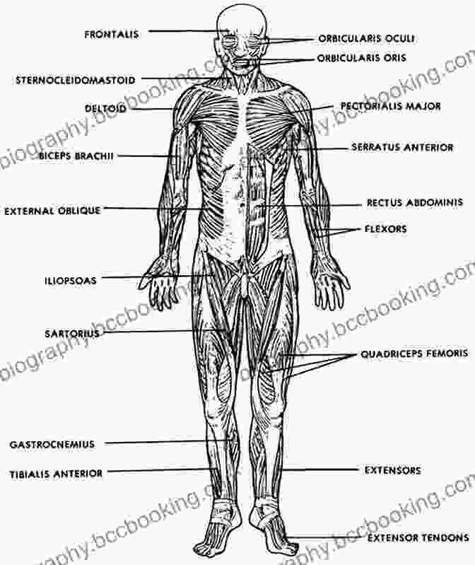 Detailed Diagram Illustrating The Skeletal And Muscular Structure Of The Human Body HOW TO DRAW PEOPLE: Beginner S Step By Step Guide On How To Draw People Learn How To Draw And Sketch Human Figure