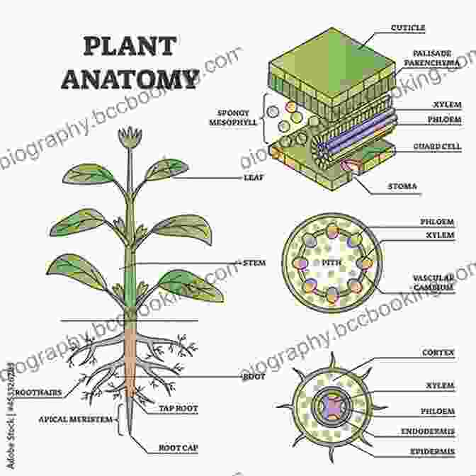 Diagram Of Plant Anatomy Botany For Gardeners Brian Capon