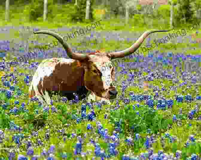 Field Of Bluebonnets, The State Flower Of Texas Texas: A Captivating Guide To The History Of Texas And Texas Rangers