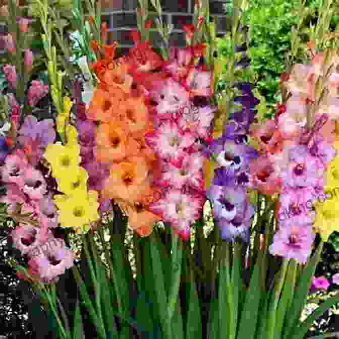 Gladiolus, August Birth Flower A Symbol Of Strength, Integrity, And Victory Welcome Flower Child: The Magic Of Your Birth Flower