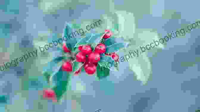 Holly, December Birth Flower A Symbol Of Protection, Good Fortune, And Eternal Life Welcome Flower Child: The Magic Of Your Birth Flower
