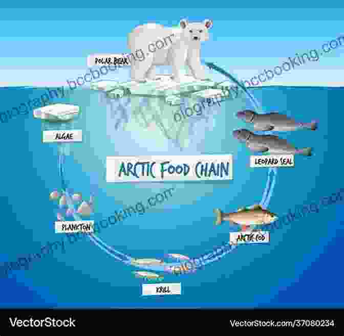 Illustration Of The Arctic Ocean Food Chain Arctic Ocean (Oceans Of The World)