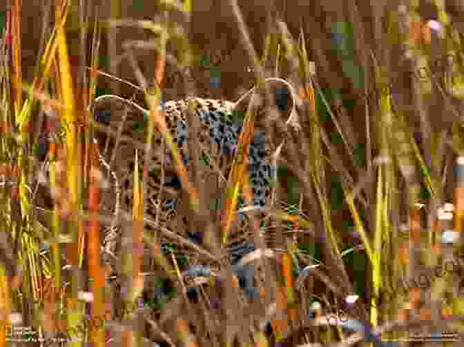 Leopard Stalking Its Prey In The African Bush One Chance: Tales From The African Bush