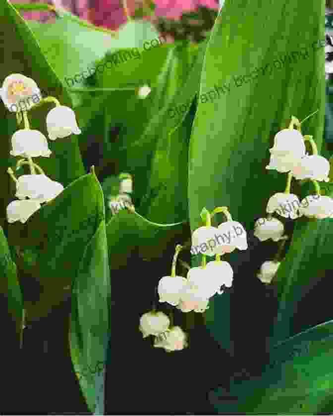 Lily Of The Valley, May Birth Flower A Symbol Of Sweetness, Purity, And Humility Welcome Flower Child: The Magic Of Your Birth Flower
