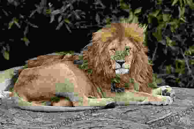 Lion Resting On A Rock In The African Bush One Chance: Tales From The African Bush