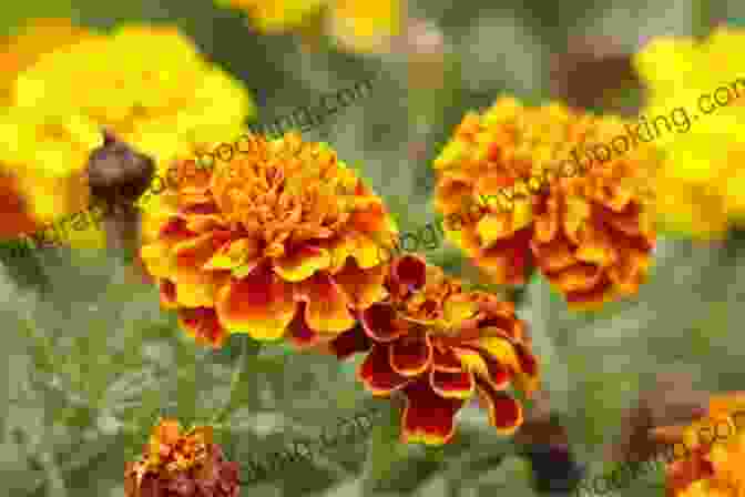 Marigold, October Birth Flower A Symbol Of Passion, Creativity, And Enthusiasm Welcome Flower Child: The Magic Of Your Birth Flower