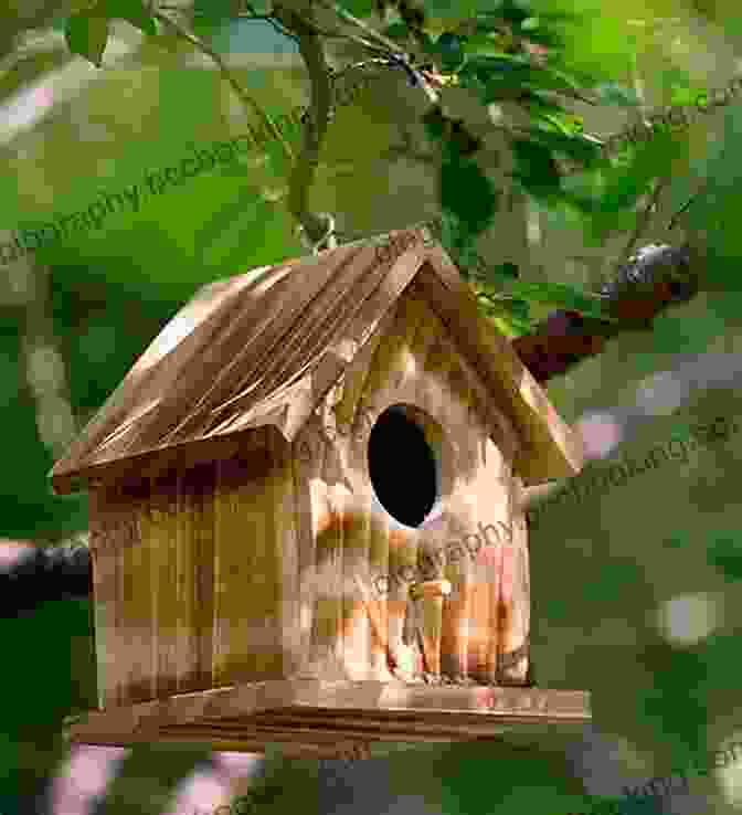 Provide A Home For Local Birds By Building A Birdhouse Explore Ancient Greece : 25 Great Projects Activities Experiments (Explore Your World)