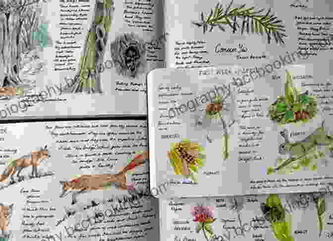 Record Your Nature Observations In A Homemade Journal Explore Ancient Greece : 25 Great Projects Activities Experiments (Explore Your World)
