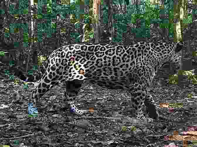 Researchers Monitor The Population Of Jaguars In Central America To Ensure Their Survival. A Guide To The Carnivores Of Central America: Natural History Ecology And Conservation