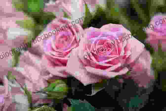 Rose, June Birth Flower A Symbol Of Love, Beauty, And Passion Welcome Flower Child: The Magic Of Your Birth Flower