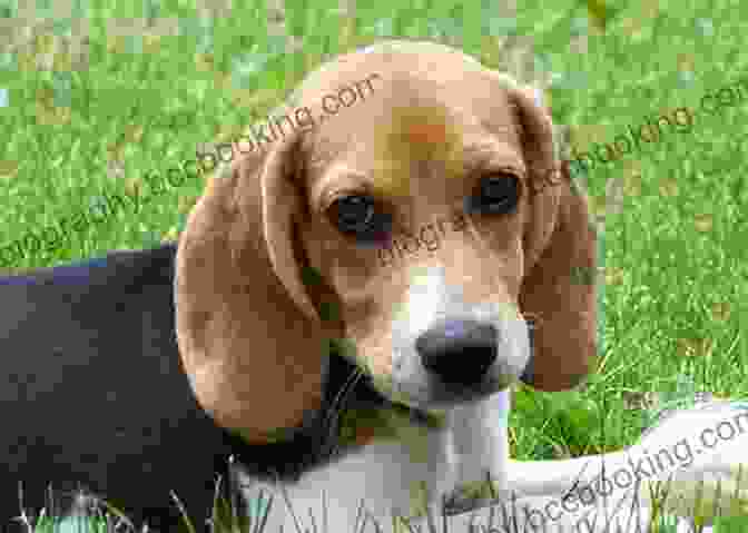 Sugar, The Adorable Beagle Beagles Love Cupcake Crimes: Beagle Diner Cozy Mysteries