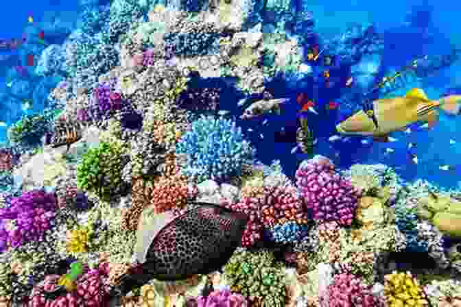The Great Barrier Reef With Coral And Fish Australia S East Coast By Road