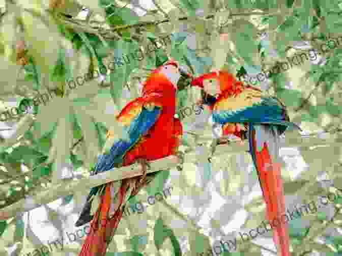 Two Vibrant Parrots Perched Side By Side, Engaging In A Lively Conversation How To Teach My Bird To Speak?: 10 Steps