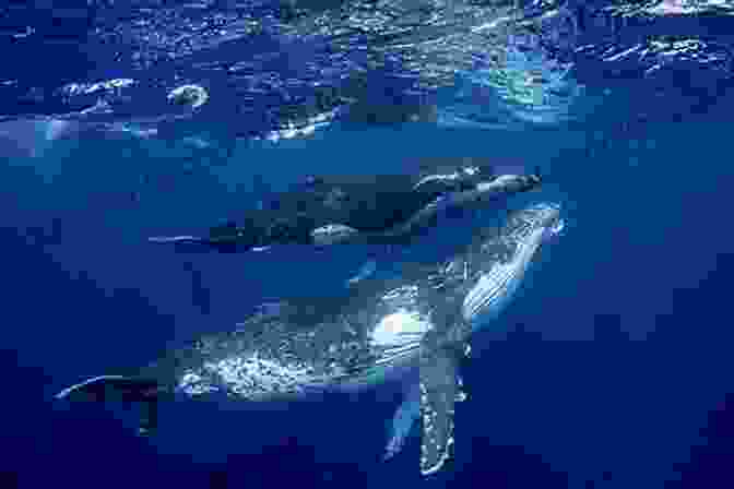 Two Whales Swimming In The Ocean Bears I Have Met And Others