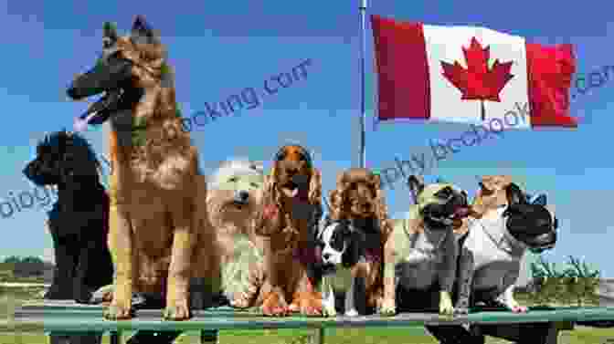 Wancobeads Dogs Of Canada Featuring Various Breeds Of Canadian Dogs Keisuke Yasuhara S WancoBeads Dogs Of Canada 1