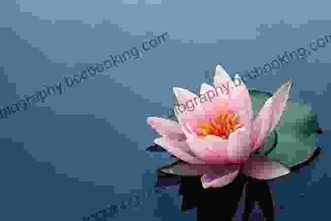 Water Lily, July Birth Flower A Symbol Of Tranquility, Purity, And Enlightenment Welcome Flower Child: The Magic Of Your Birth Flower